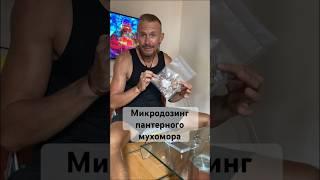 Микродозинг пантерного мухомора. Выбираем дозировку мухомора #микродозинг #мухомор #вьетнам #нячанг