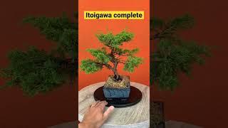 Зкончил работать с этим бонсай. По моему вышло неплохо. Что думаете?