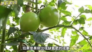 尿素的作用及用途你真清楚吗？这里有最全面的尿素知识，看完懂了