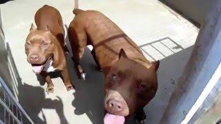 Pit Bull de verdade é aqui no Canil Red Minas ®. Criados com amor e carinho.