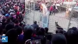 Tiger breaks out of cage during circus show in Shanxi, China