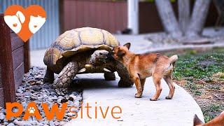 Abandoned Puppies Befriend A Lonesome Giant Tortoise | PAWsitive 