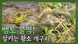 뱀도 꿀꺽! 삼키는 황소개구리의 행방 | 황소개구리, 사라졌는가 | KBS 환경스페셜 060830 방송