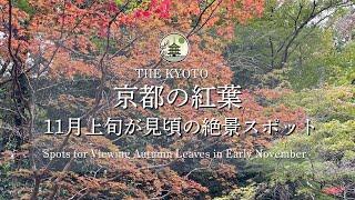 Enjoy Kyoto’s early November autumn leaves! Jingo-ji, Saimyo-ji, and Kosan-ji