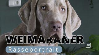 Weimaraner  – Vom Jadghund zum Familienhund