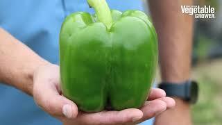 Mercer Bell Pepper from Sakata Seed America - Vegetable Seed Trials 2023