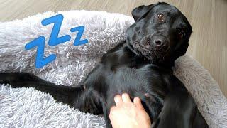 MY DOGS NIGHT ROUTINE!!