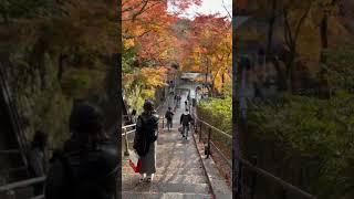 清水寺的楓葉刻畫出最浪漫的秋天The maple leaves of Kiyomizu-dera paint the most romantic autumn.#清水寺 #秋天 #京都 #kyoto