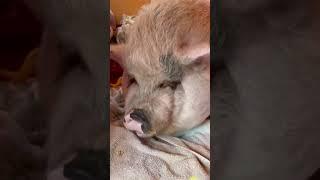 Rescue Pig Rosie does some emotional eating #youtubeshorts #shorts