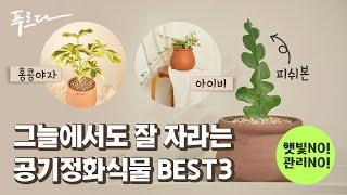 키우기쉬운식물 반음지 공기정화식물 추천 BEST3 식물인테리어까지 가능! │침실&서재 플랜테리어 식물 추천│홍콩야자,아이비,피쉬본│