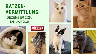 Katzenvermittlung - Dez. 2024/Jan. 2025 (Tierheim Hannover TV)