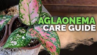 Perawatan Aglaonema (Chinese Evergreen): Tanaman Hias Anti Noob