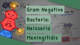 Gram Negative Bacteria: Neisseria meningitidis