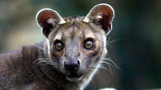 Fossa (Unique Animal in Madagascar)