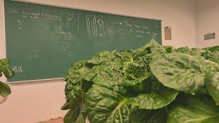 Family turns small-town Sask. school into indoor farm ​— and runs a drive-thru for veggies