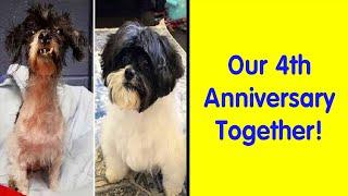 50 Heartwarming Photos Of Dogs Before And After Adoption That Prove Rescuing A Pet Is Life-Changing