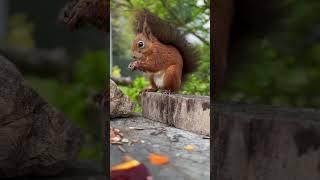 International red squirrel week