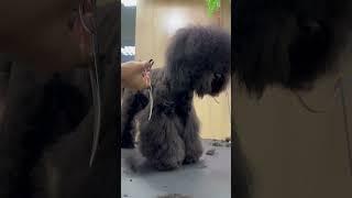 Tosa com a PRO 7 #banhoetosa #groomer #pet #dog #propetz