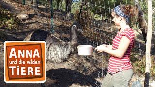 Der Emu legt nur grüne Eier | Reportage für Kinder | Anna und die wilden Tiere