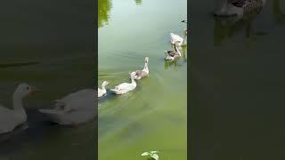 Ducks quacking