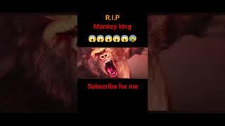 R.I.P monkey