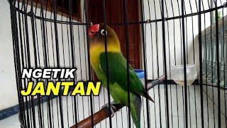 Pancingan ngetik full lovebird Jantan