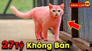  7 Giống Mèo Đắt Nhất Hành Tinh Mà Giới Siêu Giàu Tranh Nhau Sở Hữu | Kính Lúp TV