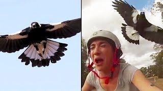 Ozzy Man Reviews: MAGPIES