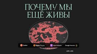 Назовите все свои половые контакты: почему мы не можем уничтожить сифилис