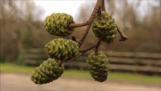 Grey alder (Alnus incana) - young female cones - December 2017