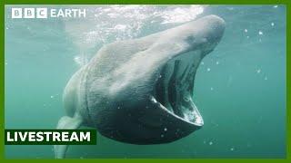  LIVE: Exploring the North Atlantic | North Atlantic: The Dark Ocean | BBC Earth