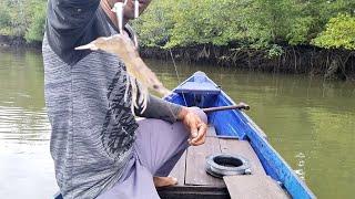 CARA KAIT UMPAN UDANG HIDUP PALING TERBAIK UNTUK MANCING MUARA