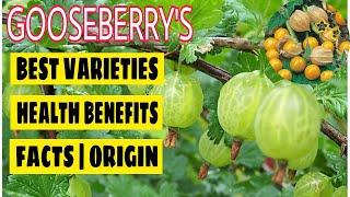 BEST GOOSEBERRY VARIETIES | HEALTH BENEFITS | FACTS | ORIGIN