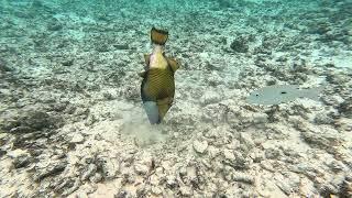 Titan Triggerfish (Balistoides viridescens)