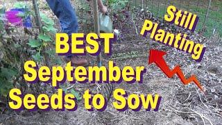 Best September Seeds To Plant, Still Planting Peas In The Deep Mulch Garden 9-9-2022