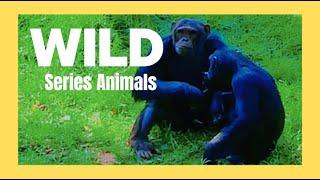 CHIMPANZEES WILDLIFE | CHIMPS FIGHTING BEHAVIOR FOR FOOD |  WILD SERIES ANIMALS