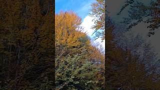 Волшебные КРАСКИ осени! Карпаты ,Carpathians