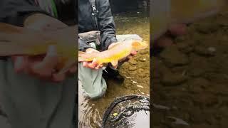 Nice Brown Trout #fishing #fish #trout #flyfishing #browntrout #nymphing #pennstate #creek #water