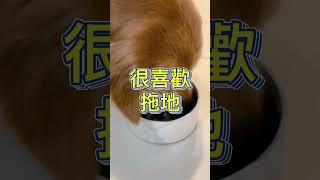 黃金獵犬勸退指南，想養金毛的人必看！｜小狗豆仔與他弟金金