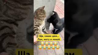 Вы за кого?#собака #собаки #кот #коты #котик #котики #смешно #смешноевидео #смешные #смешныевидео