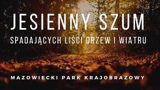 Jesienny szum lasu -  spadających liści drzew i wiatru w mazowieckim pąku krajobrazowym