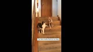 Cat hits dog’s turbo button!  