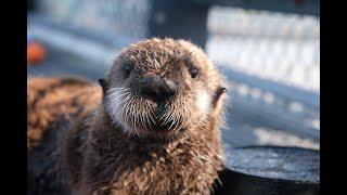 Sea Otter Cam | Vancouver Aquarium