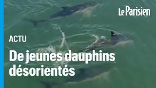 Trois jeunes dauphins perdus dans le Vieux-Port de La Rochelle ne retrouvent pas la sortie