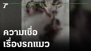 ความเชื่อเรื่องรกแมว | 05-12-65 | ตะลอนข่าว