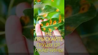 Вот почему не помогают препараты от ржавчины #ржавчинанагруше #обрезкаплодовых #сад #садоводство