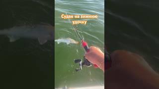 Судаки на ратлины летом #рыбалкасрафаилом #narvalfishing #джиг #choppytail