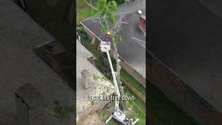 The CHEAPEST Tree Removal Bid