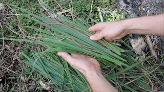 A CRAZY Use for Lemongrass!