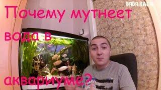 Мутная вода в аквариуме. Почему мутнеет вода в аквариуме?